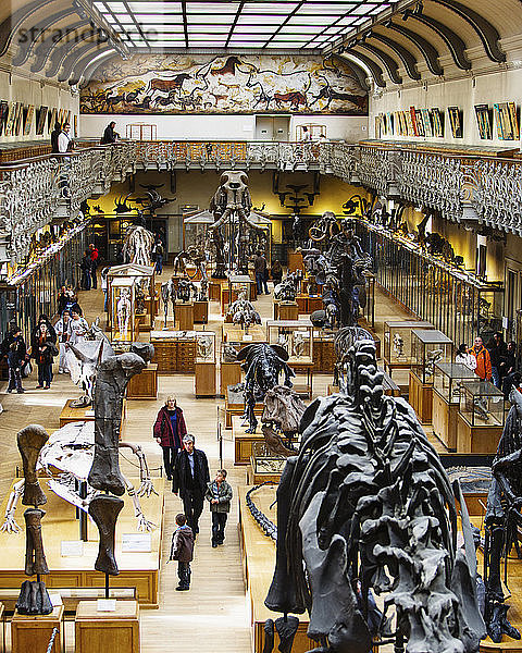 Erhöhte Innenansicht des Museums für Naturgeschichte (Musee d'Histoire Naturelle) in Paris  Frankreich.