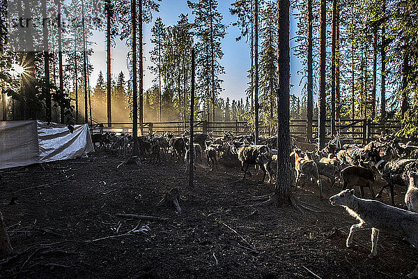 Jeden Sommer stellen sich die samischen Rentierzüchter in Nordskandinavien der Herausforderung  jedes neugeborene Kälbchen ihrer Herde mit Ohrmarken zu kennzeichnen. Die kleinen Schnitzereien in den Ohren sind das uralte Zeichen ihrer Familie und ermöglichen es den Hirten  ihre Herde auf der Weide zu erkennen. Die einheimischen samischen Rentierzüchter in Schweden fordern staatliche Hilfe  um die Auswirkungen der beispiellosen Dürre und der Waldbrände dieses Sommers zu bewältigen  da ihre Zukunft durch die globale Erwärmung und die damit verbundenen Umweltveränderungen im hohen Norden gefährdet ist. Die schwedische Regierung kündigte diese Woche fünf umfangreiche Untersuchungen an  um das Land auf die extreme Hitzewelle vorzubereiten  die es im Juli erlebte  als die Temperaturen über 30 Grad Celsius lagen und Waldbrände innerhalb des Polarkreises wüteten.