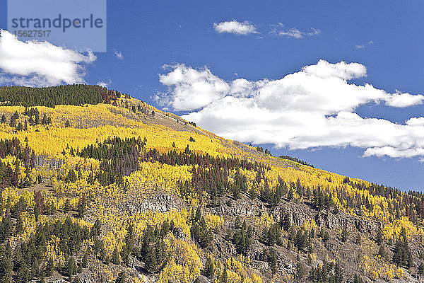Malerische Landschaft mit Wald am Berghang im Herbst  Top of the Rockies Scenic Byway  Camp Hale  Colorado  USA