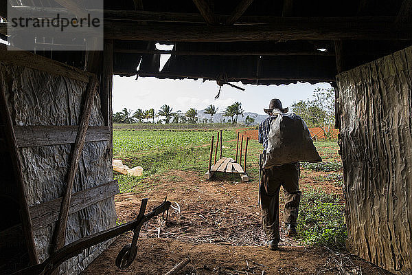 Rückansicht eines Bauern  der einen Sack trägt  während er auf seinem Hof arbeitet  Vinales  Provinz Pinar del Rio  Kuba