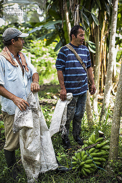 Zwei Männer arbeiten zusammen bei der Ernte von Kaffeebohnen auf einer Farm im ländlichen Kolumbien.