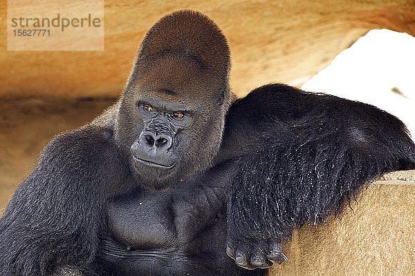 Kopf- und Schulteraufnahmeï¿½ï¿½ des Gorillas