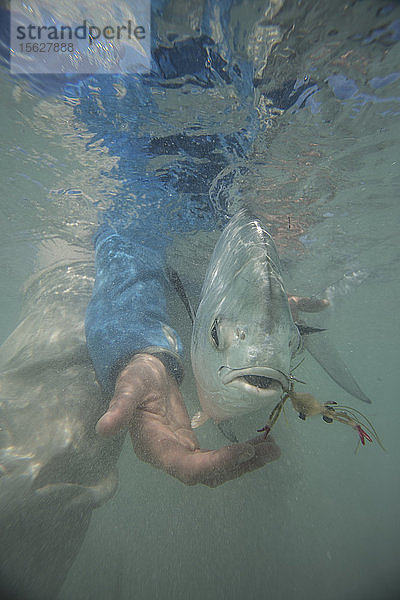 Freigabe einer Genehmigung unter Wasser an einem windigen Tag. Cayo Cruz  Kuba.