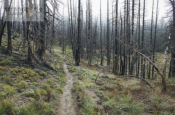 Blick auf den Pacific Crest Trail durch durch Waldbrände geschädigten subalpinen Wald  Mt. Adams Wilderness  Gifford Pinchot National Forest  Washington