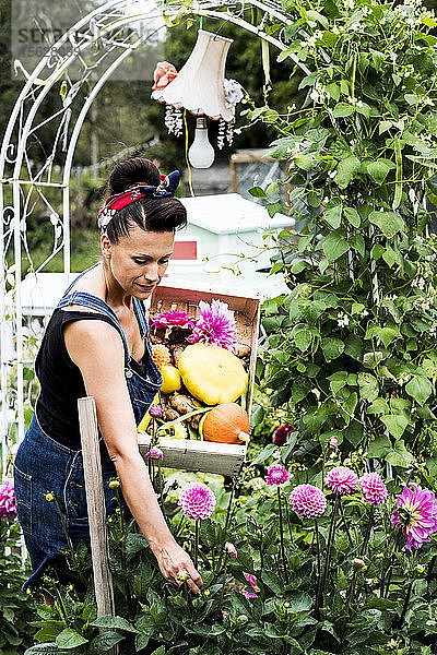 Frau steht in einem Garten  hält eine Holzkiste mit Gemüse und pflückt rosa Dahlien.