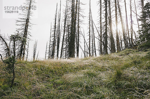 Brandschädigter Wald und üppige alpine Wiese im Vordergrund  Sonne scheint durch die Bäume  entlang des Pacific Crest Trail  Mt. Adams Wilderness  Wildnis  Washington