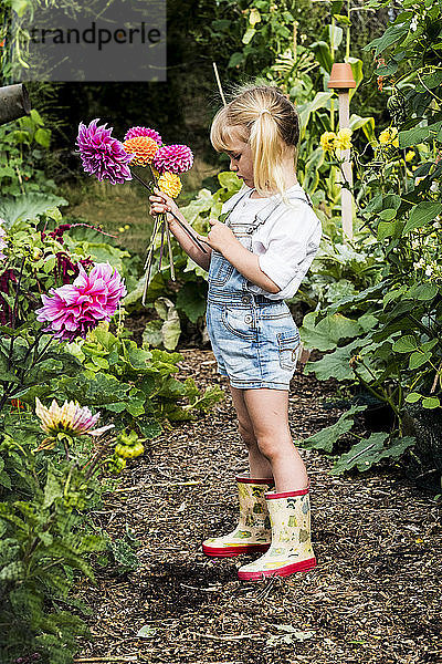 Blondes Mädchen steht in einem Garten und pflückt rosa Dahlien.