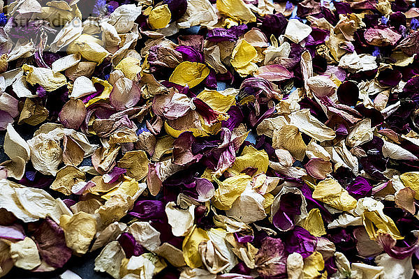 Hochwinkel-Nahaufnahme von getrockneten Blütenblättern.