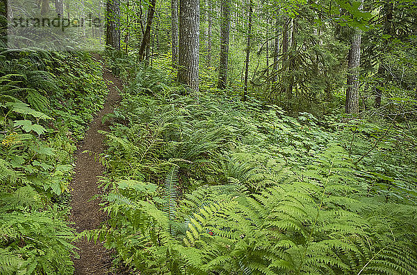Der Pacific Crest Trail erstreckt sich durch üppigen und grünen Wald  Gifford Pinchot National Forest