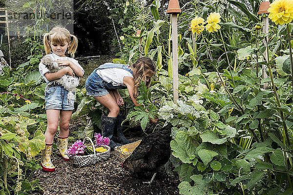 Zwei Mädchen stehen in einem Garten  halten Hühnchen und pflücken Gemüse.