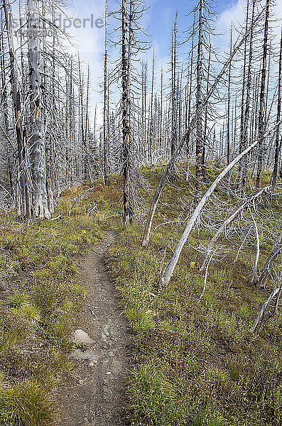 Blick auf den Pacific Crest Trail durch durch Waldbrände geschädigten subalpinen Wald  Mt. Adams Wilderness  Gifford Pinchot National Forest  Washington