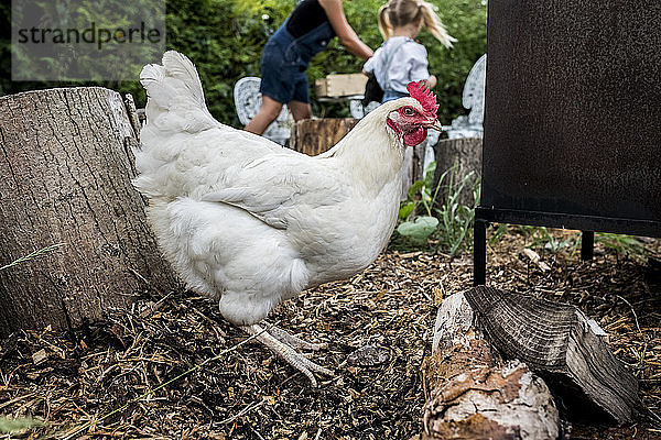 Nahaufnahme eines weißen Huhns in einem Garten  Menschen im Hintergrund.