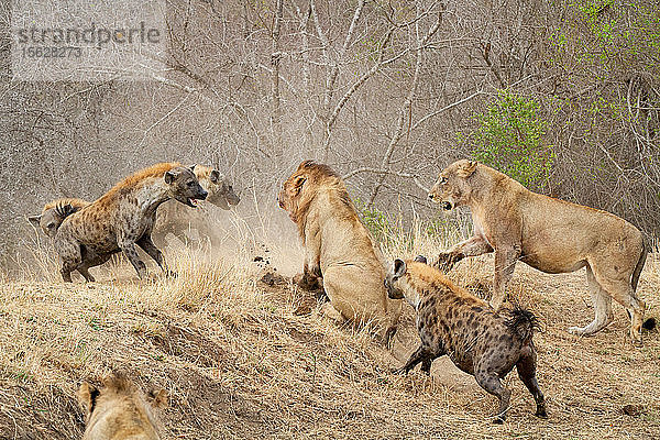 Tüpfelhyänen  Crocuta crocuta  greifen ein Löwenrudel an  Panthera leo