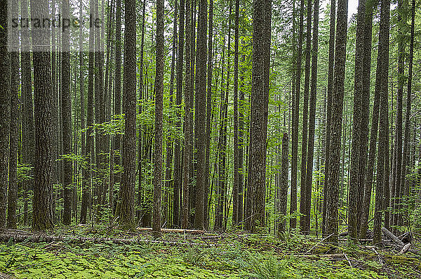 Üppiger Wald in den zentralen Cascades  Gifford Pinchot National Forest  Washington