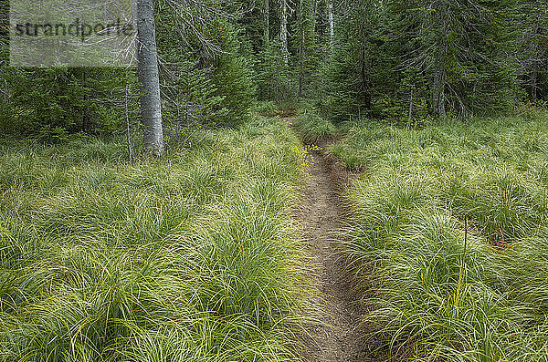 Entlang des Pacific Crest Trail  Mt. Adams Wilderness  Gifford Pinchot National Forest  Washington