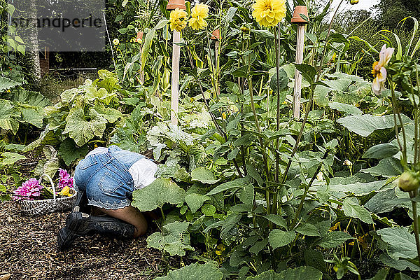 In einem Garten kniendes Mädchen  das frisches Gemüse pflückt.