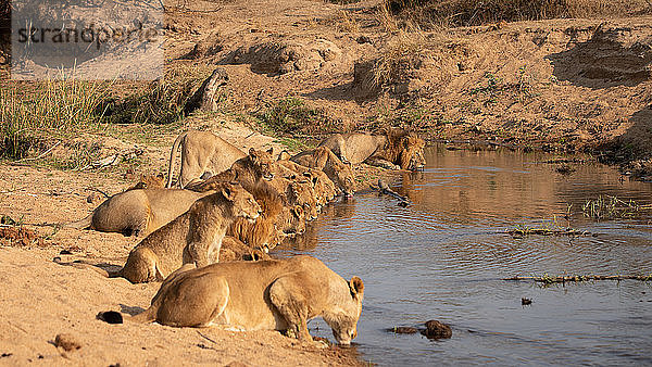 Ein Löwenrudel  Panthera leo  kauert sich in einer Reihe zusammen und trinkt aus einem Wasserloch