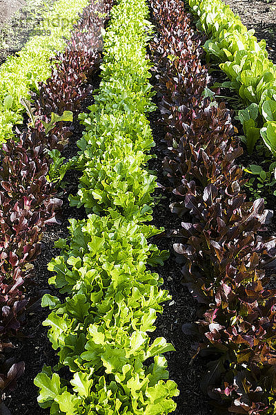 Hochwinkel-Nahaufnahme von Reihen verschiedener Sorten von grünem und rotem Salat.