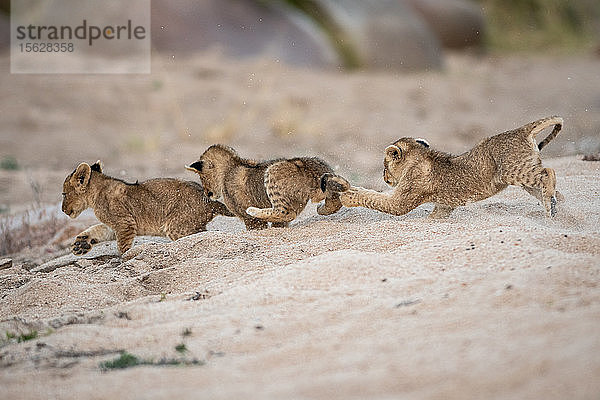 Drei Löwenbabys  Panthera leo  spielen und jagen sich gegenseitig im Sand.