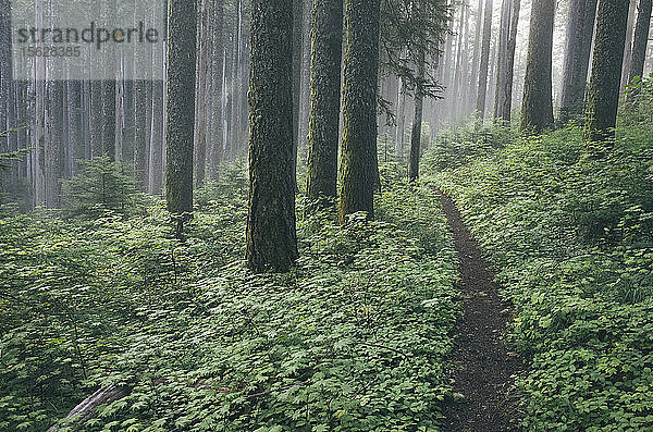 Der Pacific Crest Trail erstreckt sich durch üppigen und grünen Wald  Gifford Pinchot National Forest  Washington