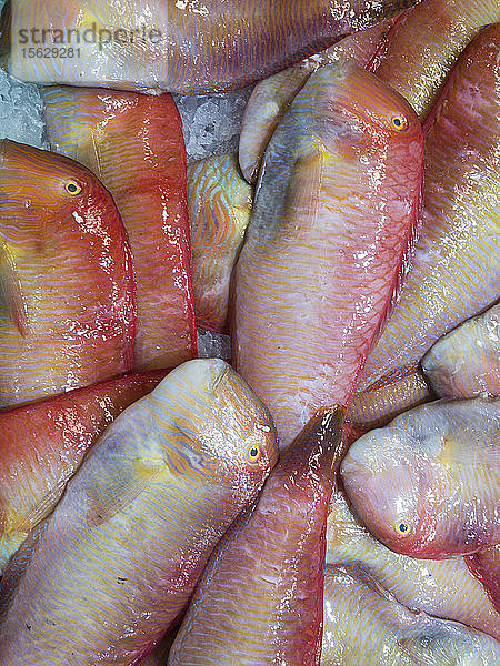 Viele Schermesserfische auf einem Fischmarkt (bildfüllend)