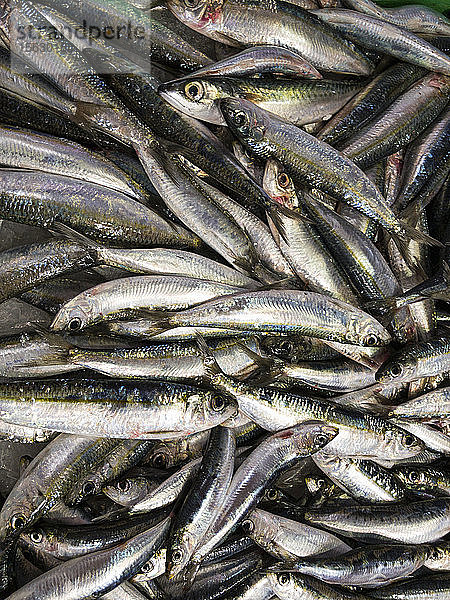 Viele Sardellen auf einem Fischmarkt (bildfüllend)