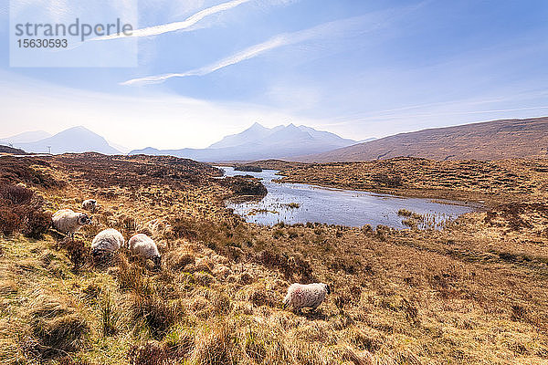 Schafe weiden auf dem Land mit den Cuillin-Bergen im Hintergrund  Isle of Skye  Highlands  Schottland  UK