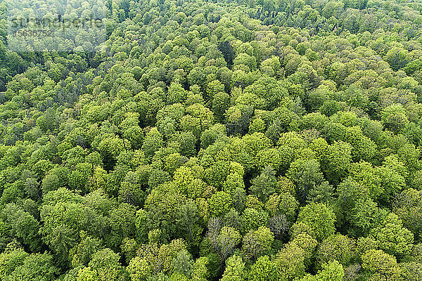 Deutschland  Bayern  Steigerwald  Luftaufnahme eines ausgedehnten Laubwaldes im zeitigen Frühjahr