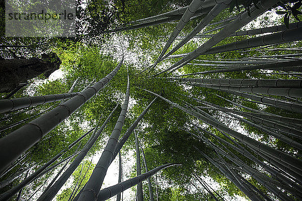 Bambuswald von Kamakura  Japan