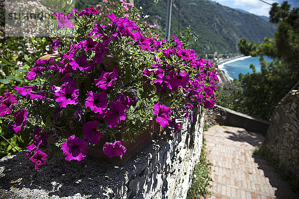 Blumen an einem Weg am Mittelmeer  Ligurien  Cinque Terre  Italien