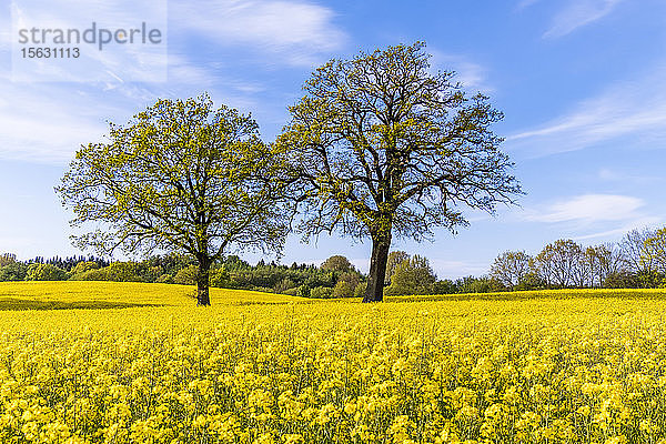 Deutschland  Schleswig-Holstein  Holsteinische Schweiz  Zwei Bäume wachsen im Frühling auf einem riesigen Rapsfeld