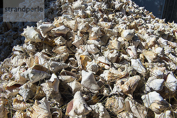 Vollbildaufnahme von Muschelschalen auf einer Farm  Providenciales  Turks- und Caicos-Inseln