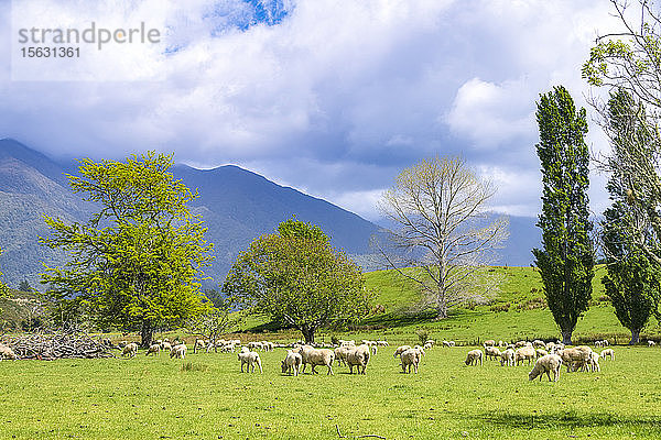 Neuseeland  Südinsel  Tekaka  Schafherde auf grüner Weide