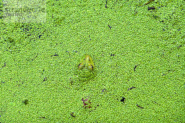 Hochwinkelansicht eines im Teich schwimmenden Frosches