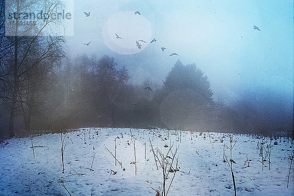 Deutschland  Wuppertal  Vogelschwarm über schneebedeckter Waldlichtung bei nebliger Morgendämmerung