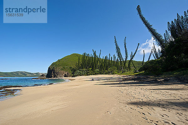 Kiefern wachsen am Strand gegen den blauen Himmel am sonnigen Tag  Grande Terre  Neukaledonien