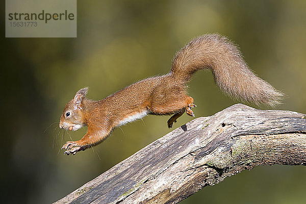 Springendes rotes Eichhörnchen  das die Nuss im Mund trägt