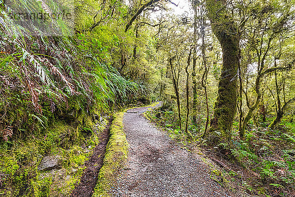 Fiordland National Park  Weg durch den Regenwald  Südinsel  Neuseeland