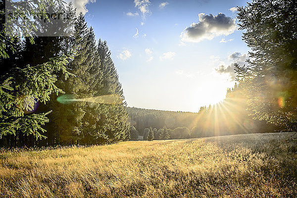 Feld am Waldrand bei Sonnenschein  Harz  Braunlage  Deutschland