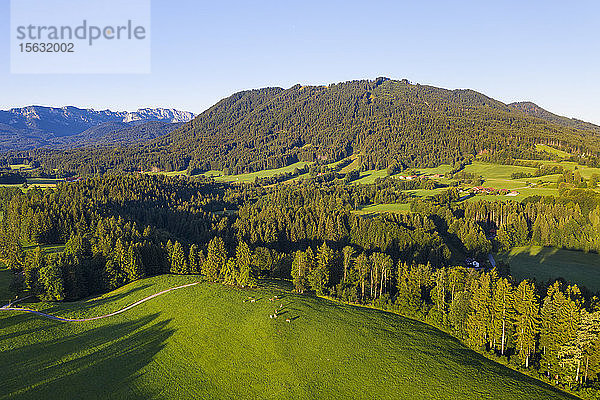 Luftaufnahme von Kuhweide und Wald bei Wackersberg  Isarwinkel  Oberbayern  Bayern  Deutschland