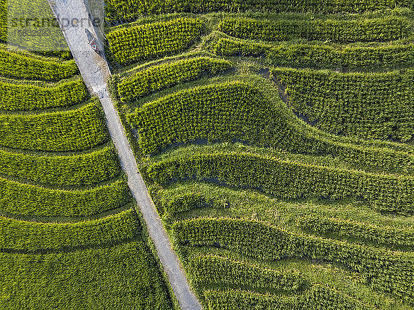 Luftaufnahme einer Straße inmitten eines landwirtschaftlichen Feldes  Bali  Indonesien