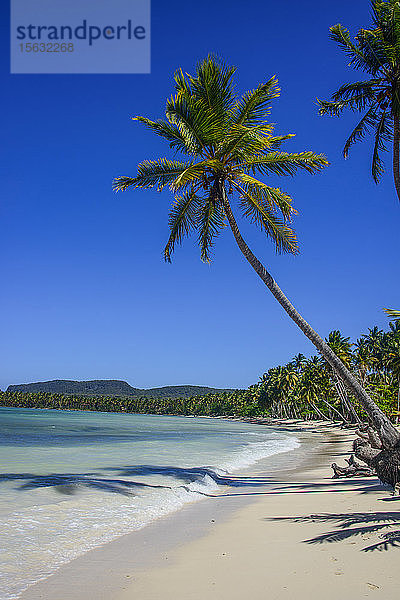 Palmen am Strand vor blauem Himmel bei strahlendem Sonnenschein am Playa Grande  Dominikanische Republik