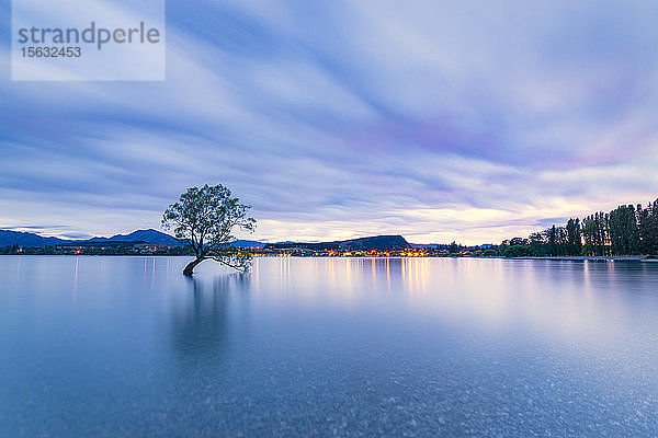 Einsamer Baum des Wanaka-Sees vor bewölktem Himmel in der Abenddämmerung  Südinsel  Neuseeland