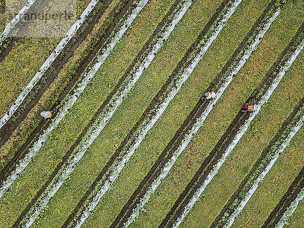 Luftaufnahme von Arbeitern auf dem Bauernhof  Bali  Indonesien
