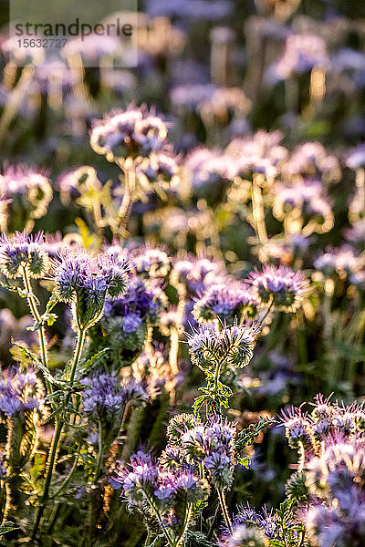 Deutschland  Schleswig-Holstein  Rettin  Violett blühende Wildblumen