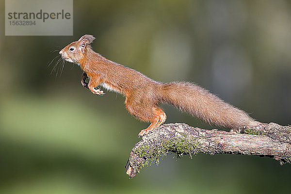 Springendes rotes Eichhörnchen