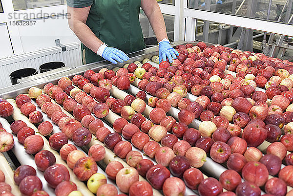 Arbeitnehmerin kontrolliert Äpfel auf Förderband in Apfelsaftfabrik