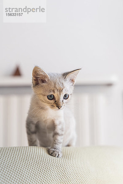 Nahaufnahme eines süßen Kätzchens  das zu Hause auf dem Sofa an der Wand steht