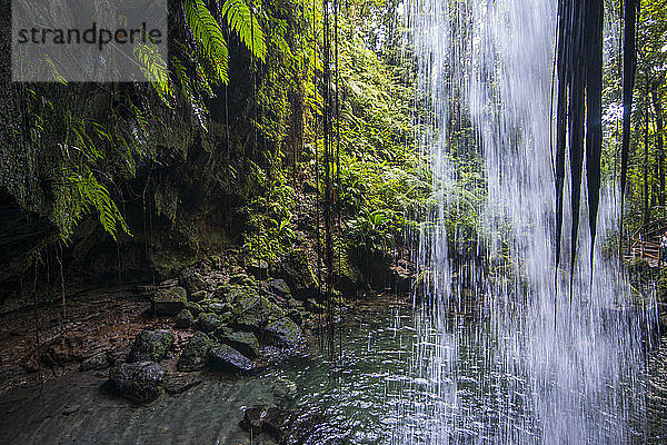 Blick auf den Wasserfall  der im Emerald Pool im Wald plätschert  Dominica  Karibik