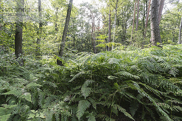 Landschaftliche Ansicht von Bäumen und Pflanzen  die im Darßwald wachsen  Deutschland